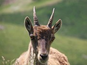 CORNO STELLA , panorami, monti, laghi, fiori, stambecchi-9lu25  - FOTOGALLERY